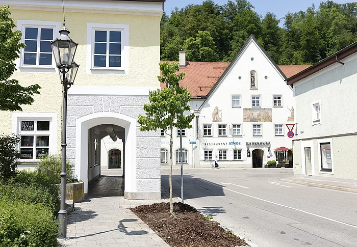 Neu gepflanzter Baum am Museumsparkplatz