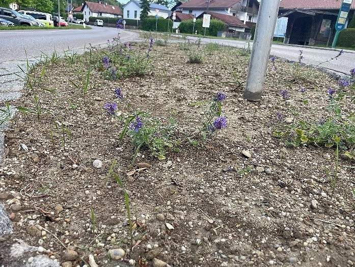 Verkehrsinsel an der Äußeren Beuerberger Straße