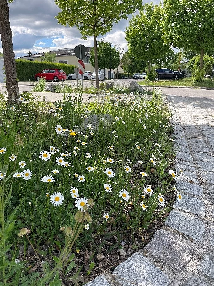 Blühinsel Auf der Haid mit vielen Margariten