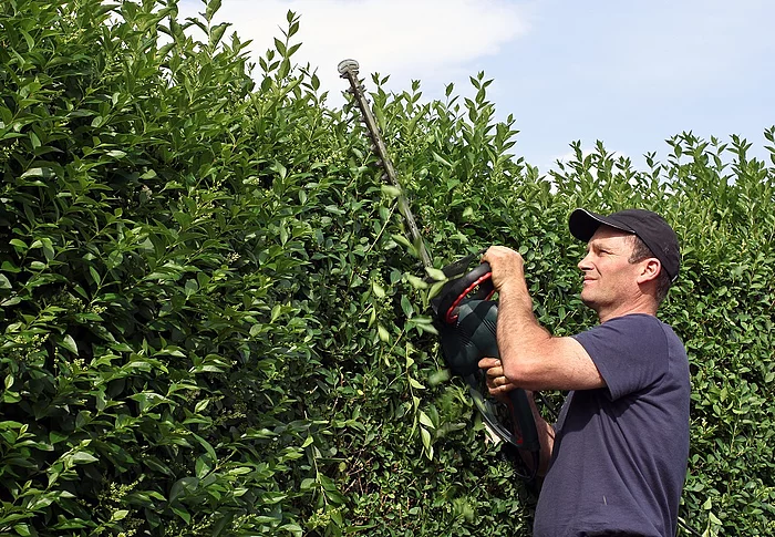 Hecke schneiden
