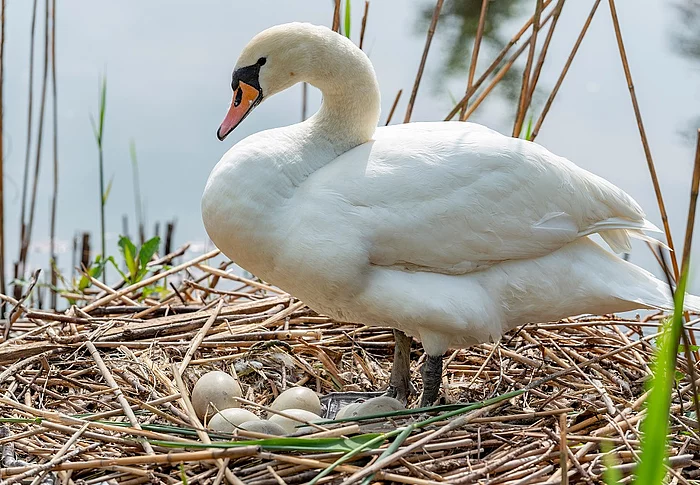 Schwan im Nest mit Eiern