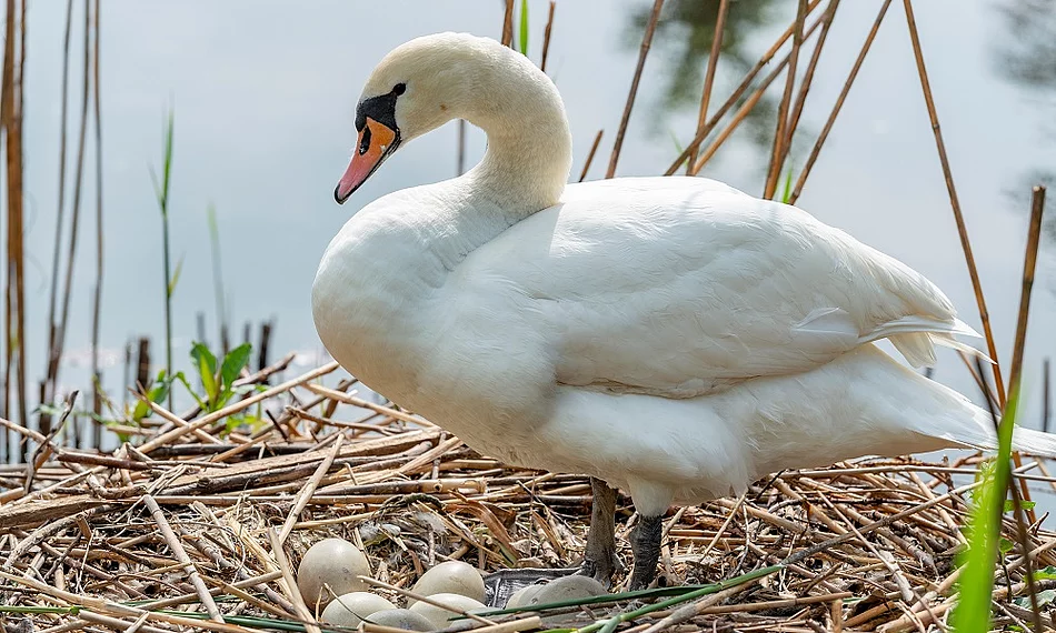 Schwan im Nest mit Eiern