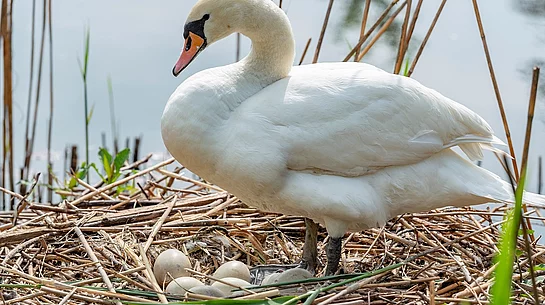 Schwan im Nest mit Eiern