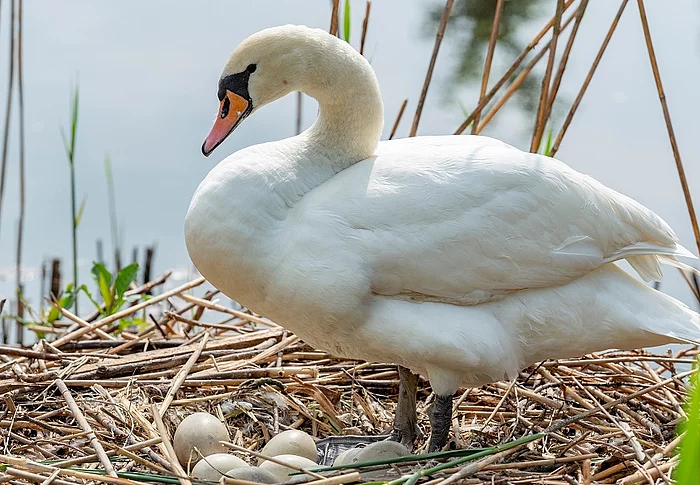 Schwan im Nest mit Eiern