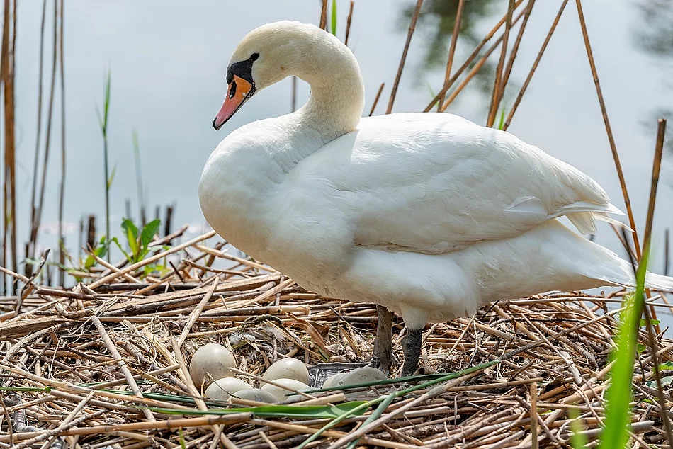 Schwan im Nest mit Eiern