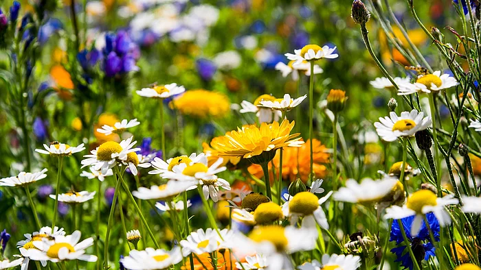 Symbolbild Blühwiese