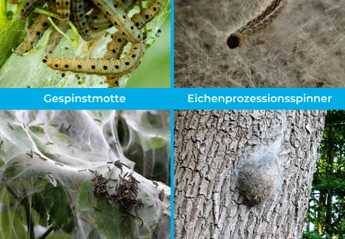Gespinnstmotte und Eichenprozessionsspinner im Vergleich