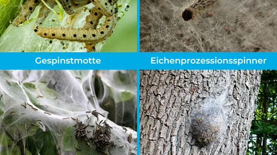 Gespinnstmotte und Eichenprozessionsspinner im Vergleich