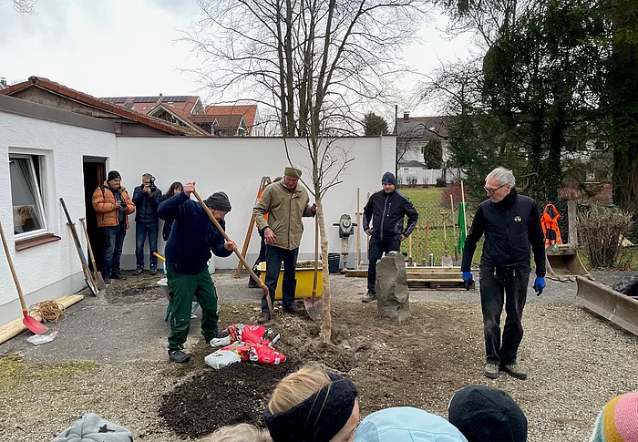 Beuys Eiche Wolfratshausen