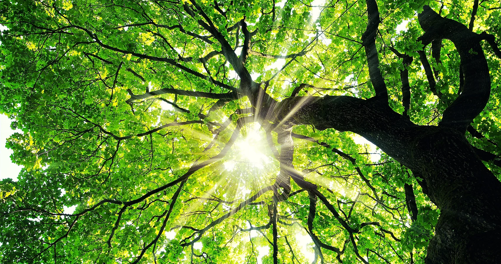 Licht scheint durch Blätterdach