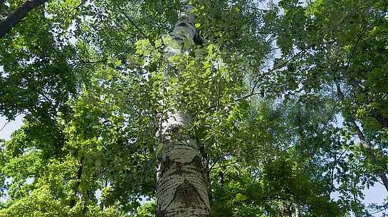 Bild einer Zitterpappel