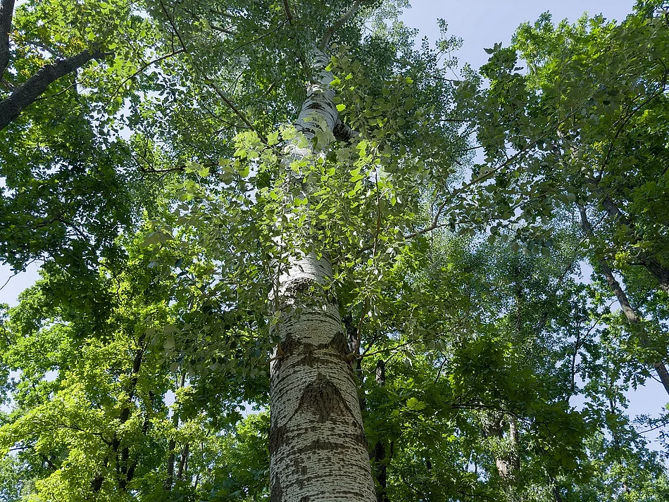 Bild einer Zitterpappel